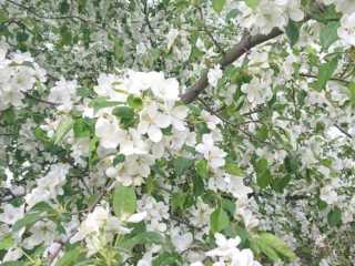 IMG-20200519-WA0029