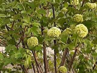 IMG-20200519-WA0039